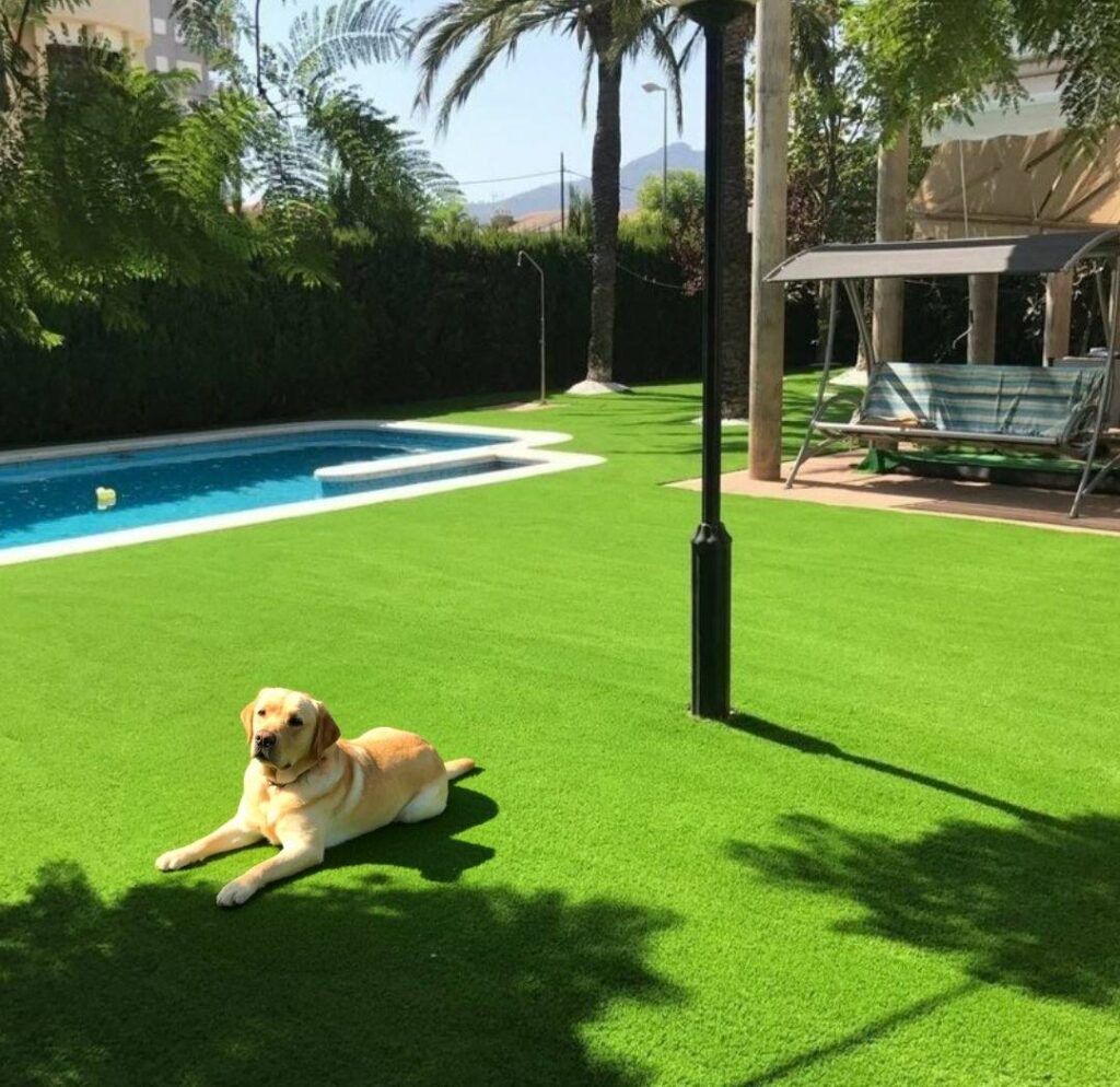 Perro tumbado sobre césped artificial en un jardín con piscina en Canarias
